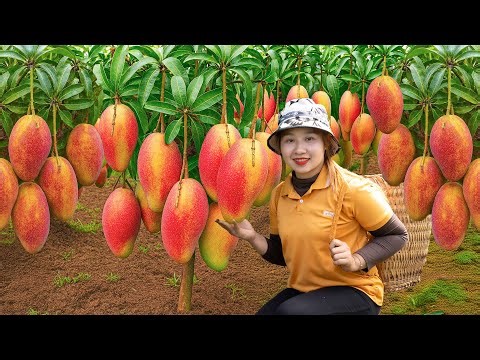 Harvest 1000kg of Taiwanese Mangoes at the plantation and bring them to the market to sell