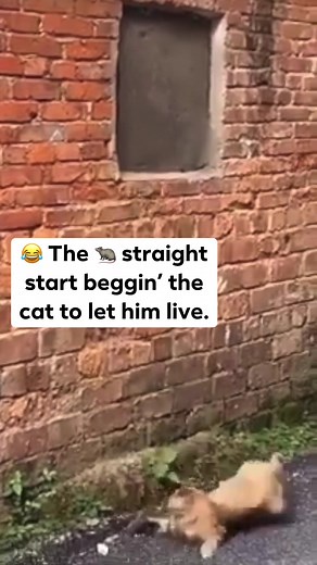 1.1M views · 18K reactions | Somebody said this is the real life #TomAndJerry #Back2TheLab #funny #facebookreels #indiemusic #hiphop | Back 2 The Lab | Facebook