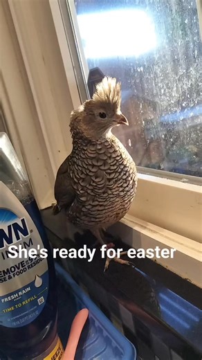 Blue scale quail Texas native❤️🤙😄😎😃😊🫶 | Michael Guzman