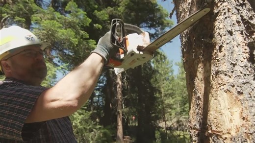 Bark beetles threatening Washington forest health