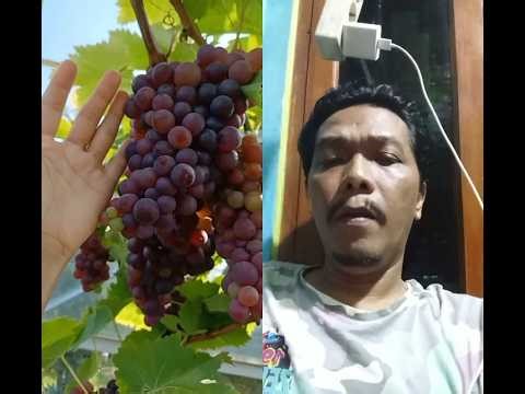 buah anggur import jenis jupiter