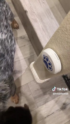 Training a Blue Heeler Puppy: A Day in Our Lives