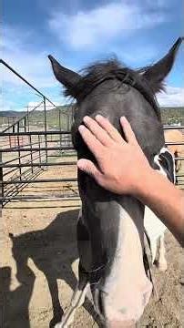 If the horse takes off when you take the halter off, this is what to do!￼