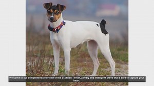 Brazilian Terrier: The Energetic and Affectionate Companion