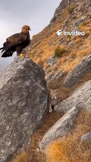 Tiger vs eagle 😳😳 #fight #animal #tiger #eagle | loveonly.ai