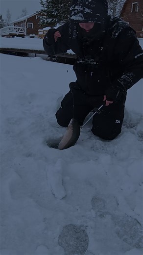 НЕОЖИДАННАЯ ПОКЛЕВКА на ПОСТАВУШКУ. МОЙ ТГК: OG_FISHING #рыбалка #клев #форель #fishing #ловляфорели