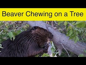 Watch a BEAVER Chewing on a Tree Branch