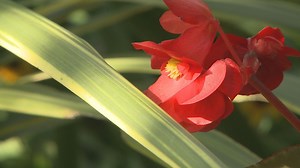 Proctor's Garden: These plants can flower 365 days a year if cared for properly