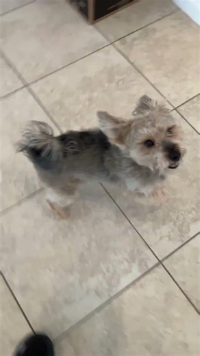 Benny the Snorkie dog loves dinnertime - Yorkie & Mini Schnauzer mix