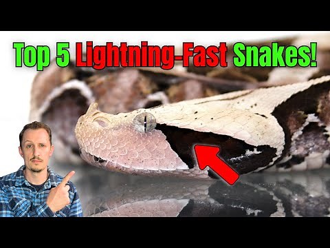 What is the Fastest Striking Snake in the World? | Zoologist Reacts
