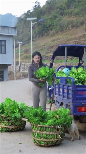Escape to Serenity: Find Peace in a Countryside Walk