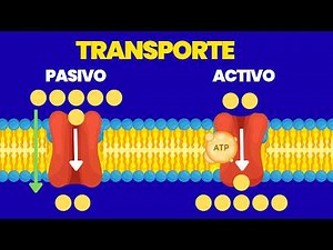 You'll never be confused again: active and passive transport explained step by step