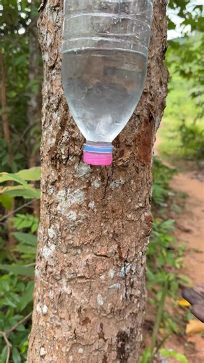 52K views · 566 reactions | Survival Skills:The shows andUseful Save SOAP 識 #bushcraft #Outdoors #camping #survival | Survival Camp | Facebook