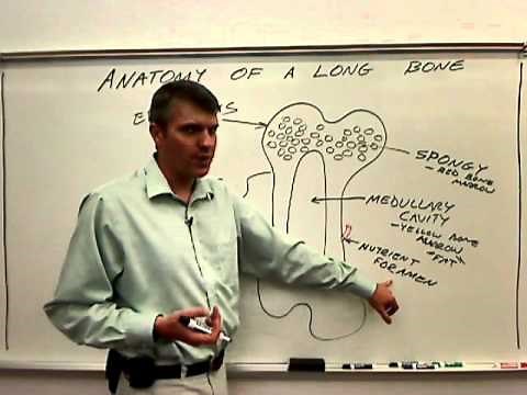 11-06-27 Anatomy of a Long bone.wmv