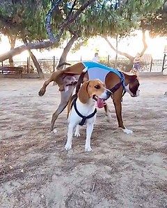 16M views · 15K reactions | i’m getting into practical jokes  shhh don’t tell him it was me!!!!  | Bobby from the bin | Facebook