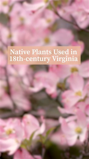 In 1730, John Custis IV lamented the toll of harsh weather on his garden, writing he was ‘out of heart of endeavoring any thing but w[ha]t is hardy and Virginia proof.’” Early Virginians knew the value of native plants. These plants endured harsh local weather and provided food, medicine, and materials essential to daily life in the 18th century. 🌿 Many, like yaupon holly, had been used for generations by Indigenous communities and continued to play a role in colonial gardens and households. Le