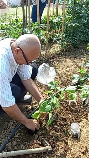 🥒 Planting Cucumbers in the Vegetable Garden #garden #vegetablegarden #cucumbers