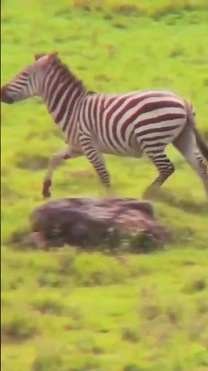 How fast can a ZEBRAS RUN (see long version) #zebravideo #zebras #wildanimals