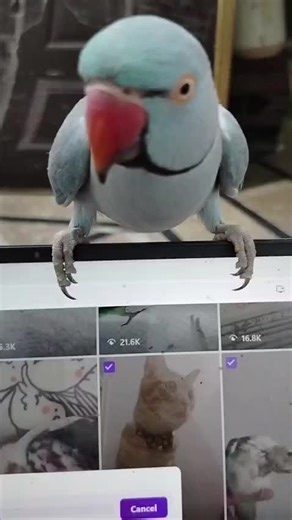 Talking Parrot Teaches Computer Skills