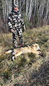 4.8K views · 40 reactions | CANADIAN WOLF HUNT SPECIAL DUE TO BORDER...