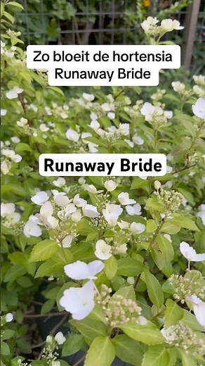 Hortensia Runaway Bride bloeit net even anders.