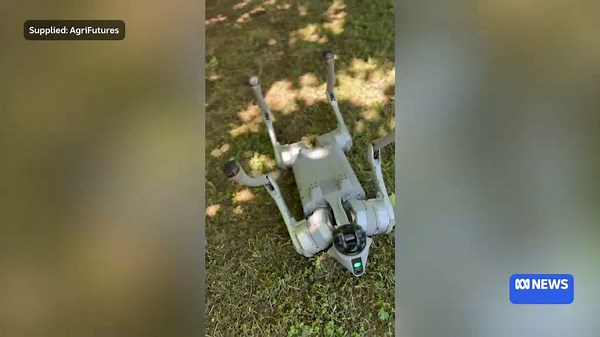 This robotic dog emits loud noises in an attempt to scare away birds from hazelnut orchards