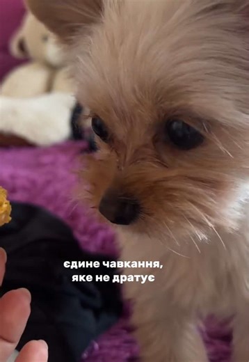 Poma Poodami Dogtok Video