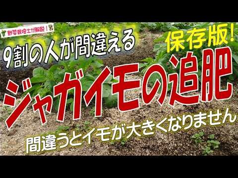 【ジャガイモ栽培】追肥の時期と与え方を完全解説！（追肥のタイミングと追肥の量で収穫量が激変する）