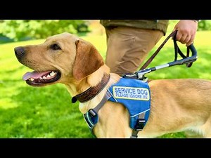 Training Better Leading Tasks for Service Dogs (find outside, find a seat, follow)