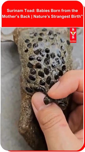 SVS GLOBAL on Instagram: "One of the most fascinating wonders of nature – the Surinam Toad from South America. What makes it truly unique? Its babies develop inside the mother’s back and then emerge from it! A bizarre yet incredible natural phenomenon that shows how diverse and strange life on Earth can be. 🌍✨ #SurinamToad #WeirdNature #AnimalFacts #Wildlife #NatureWonders #SouthAmerica #StrangeAnimals #AmazingNature"