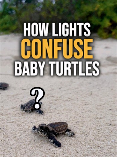 🐢 57 critically endangered Hawksbill sea turtle hatchlings were rescued from disorientation and given a second chance at life. 🚨 Disoriented hatchlings are primarily caused by light pollution from coastal development. Baby sea turtles have been designed by evolution to be sensitive to light as one of their cues to find the sea. An instinct that has kept them alive for millions of years is now backfiring due to artificial lights. However, we can do something about it. Disclaimer: Hatchlings wer