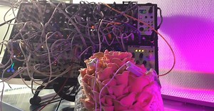 How To Play Modular Synthesizer With Mushrooms