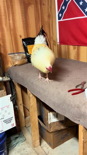 Grey Gamefowl: Hard Work 365 Days a Year