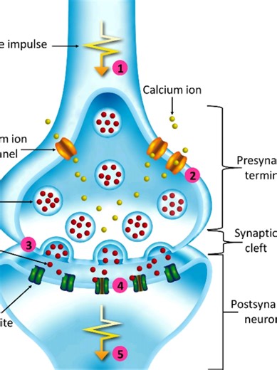 THE SYNAPTIC TRANSMISSION OF AN IMPULSE 🅰️🅰️📚📚📚🇺🇬🇺🇬🖊 Learn biology at zero cost online ONE LOVE TO THE BIO-CHEM ONLINE CLINIC CONTACTS 0778695681 tr Ken 0774814216 admin desire