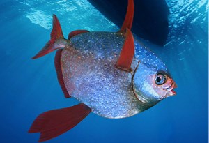 斑点月鱼 Lampris guttatus （yt@emulenews