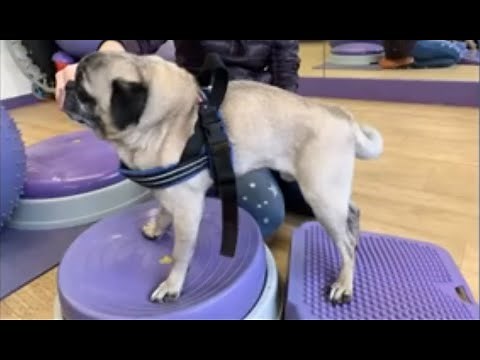 Improving the Quality and Length of Life of Dogs with Degenerative Myelopathy