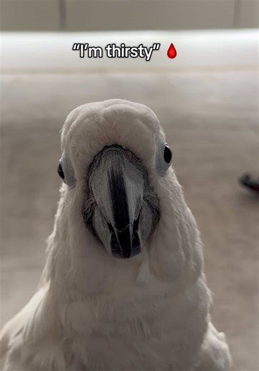 Always plotting even on playtime hours 👀 (I got a warning nibble to the ankles for anyone that cares) 😆 #cockatoo #parrots #funnytok #comedy #foryoupage