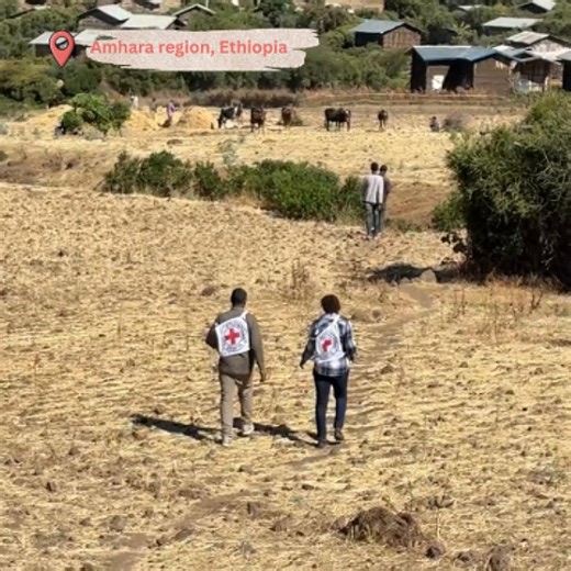 In conflict-affected areas of North Wollo, #Amhara region, farmers are rebuilding their lives despite the challenges of conflict and extreme weather. The International Committee of the Red Cross distributed seeds and fertilizers, supporting over 30,000 people to restart agricultural activities. “We were in a difficult situation and were about to leave the area in search of food. Without this help, we wouldn’t have had seeds or fertilizers to grow crops,” says Aberu. Six months later, these effor