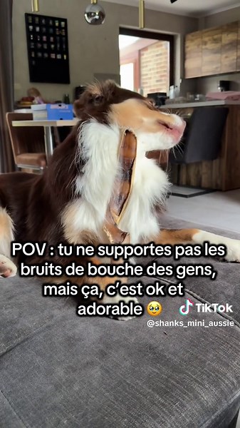 Asmr 😂 #masticationcanine #bergeramericainminiature #miniaussie #chien #asmr