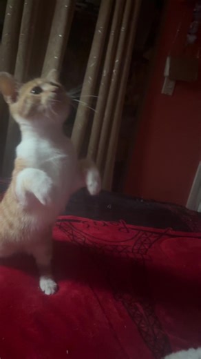 ♡♰𝒢𝒾𝓈𝑒𝓁𝓁𝑒♱♡ (@gisellesuarez33)’s videos with original sound - 💥