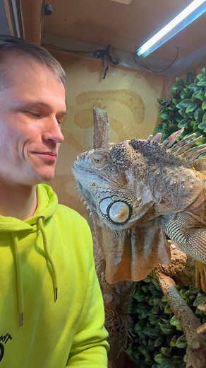 Blueberry?!?🫐 | Lizardthebuddy