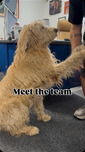 Behind every great pool is a great team—meet ours! #ParadisePools #MeetTheTeam #PoolConstruction #LuxuryPools #poolmaintenance #poolcleaners #poolsafety #poolrepair #paradispoolbiz | Paradise Pool and Spa