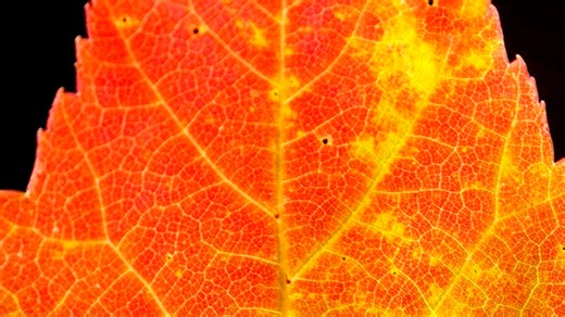 Fall colors are peaking in northern Wisconsin, getting closer in center of state