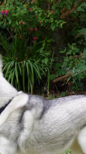 9.3K views · 1.1K reactions | The dog sitters rang us hysterical in...