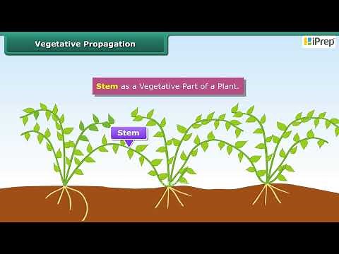 Vegetative Propagation | Reproduction in Plants | Science | Class 7th | iPrep