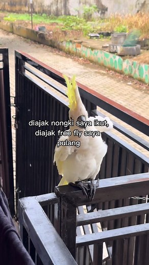 WKWKWKWK APA ITU #freeflyindonesia #freeflyingbird #bwk #kakaktua #alapalapbwk