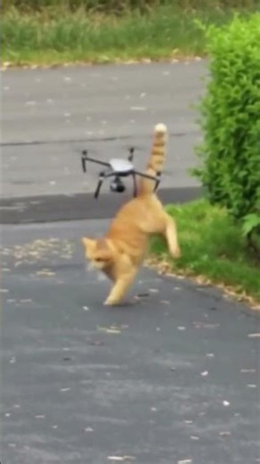 #cat #attacks #drone