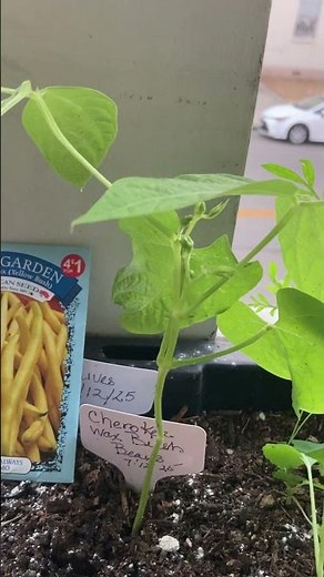 Cherokee Wax Yellow Garden Bush Beans - Fast. Easy - to grow -Great for small space gardening