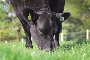 SenseHub™ Cow Calf - system monitorowania bydła mięsnego | Allflex