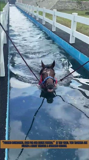 Trainers Teaching Horse to Swim: Unique Equestrian Training